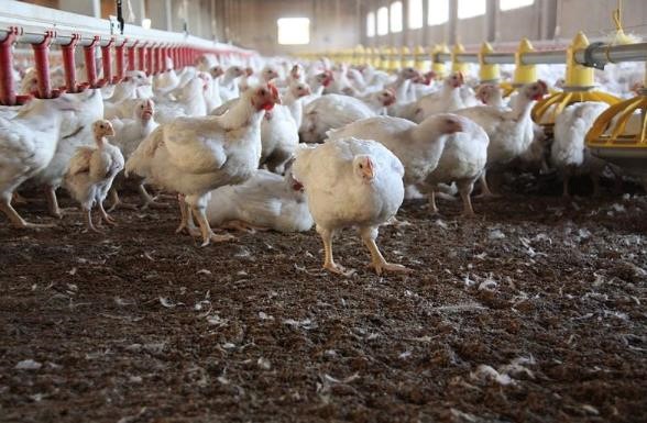 Ritalin AddictionHenry County